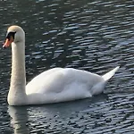 L\'Aixotique